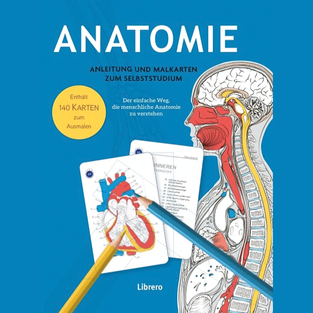 Waschbär Anatomie - Anleitung und Malkarten zum Selbststudium. Der einfache Weg, die menschliche Anatomie zu verstehen. Hot