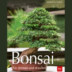Waschbär Bonsai. Für drinnen und draußen. Clearance