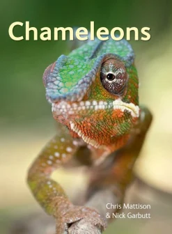 Waschbär Chameleons. Hot