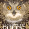 Waschbär Die magische Welt der Eulen. Online