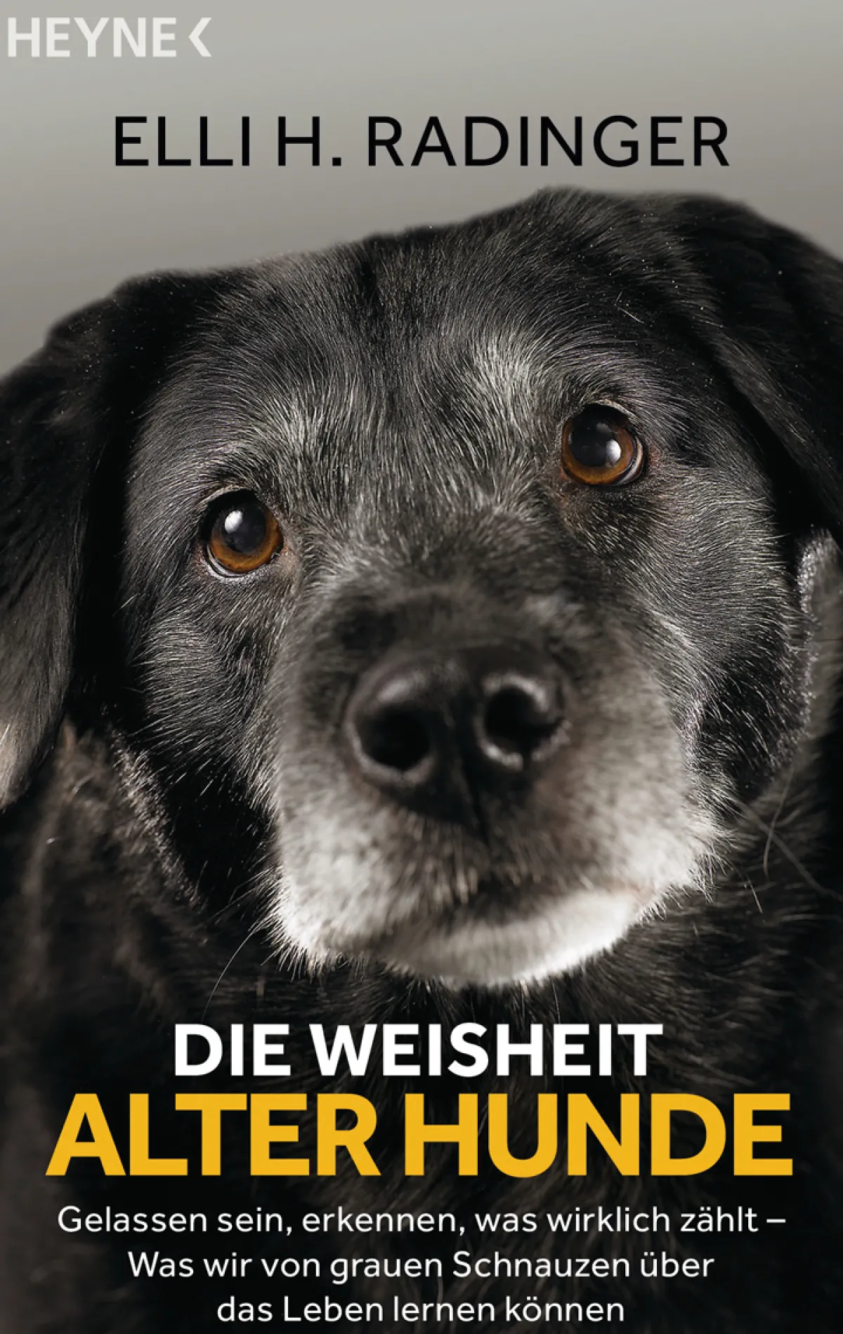Waschbär Die Weisheit alter Hunde. Gelassen sein, erkennen, was wirklich zählt. Was wir von grauen Schnauzen über das Leben lernen können. Discount