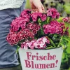 Waschbär Frische Blumen! Outlet