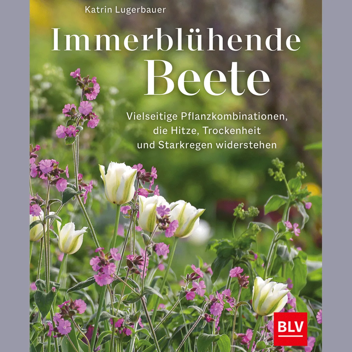 Waschbär Immerblühende Beete. Hot