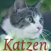 Waschbär Katzen richtig halten und Probleme lösen Clearance