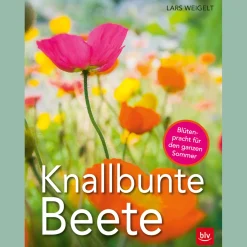 Waschbär Knallbunte Beete. New