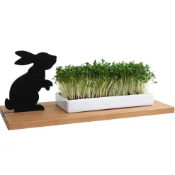 Waschbär Kresseschale »Hase«. Online