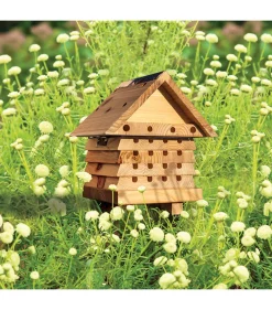 Waschbär Nisthilfe für Bienen. Sale