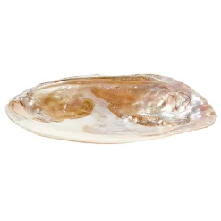 Waschbär Perlmutt Muschel-Schale mit Perle Outlet