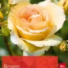 Waschbär Rosen. Die schönsten Sorten und ihre Pflege. Discount