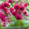 Waschbär Rosen sind Leidenschaft! Die Geheimnisse echter Rosenkenner. Sale