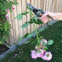 Waschbär Schere für Rosen. Discount