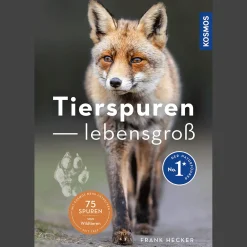 Waschbär Tierspuren lebensgroß. Clearance