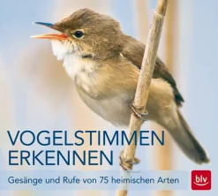 Waschbär Vogelstimmen erkennen Hot