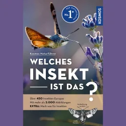 Waschbär Welches Insekt ist das? Best